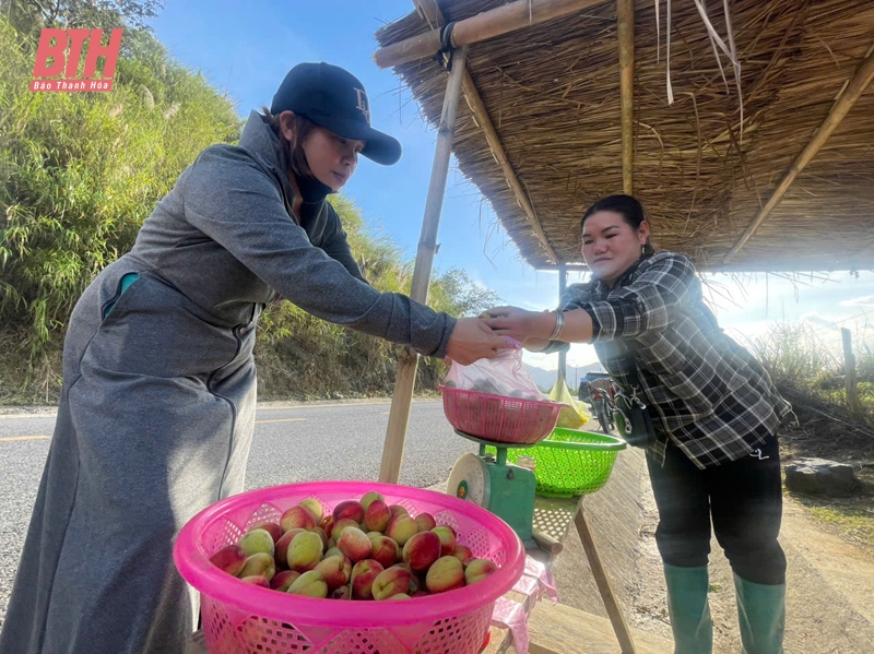 Mùa thu hoạch đào ở m88 trang chủ