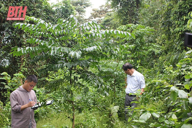 Triển khai các giải pháp phát triển bền vững rừng lim xanh