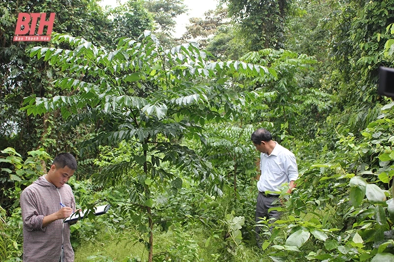 Triển khai các giải pháp phát triển bền vững rừng lim xanh
