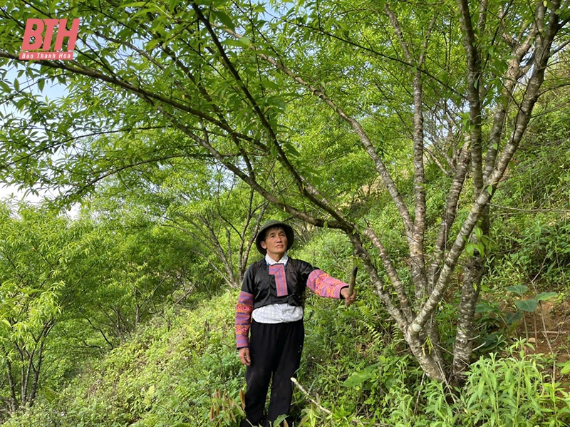 Ông Thao Văn Tho - tấm gương về tinh thần cần cù lao động