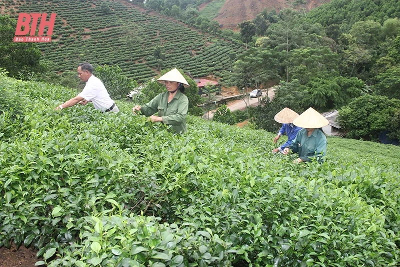 Phát huy tiềm năng, thế mạnh dang nhap m88 địa phương thông qua HTX