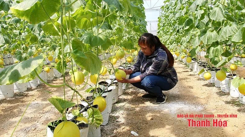 “Trái ngọt” từ nông nghiệp công nghệ cao