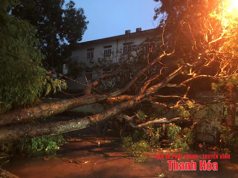 m88 cá cược thể thao trực tuyến và gió giật mạnh khiến hàng loạt cây xanh gãy đổ