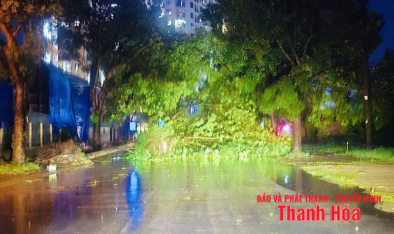 m88 cá cược thể thao trực tuyến và gió giật mạnh khiến hàng loạt cây xanh gãy đổ