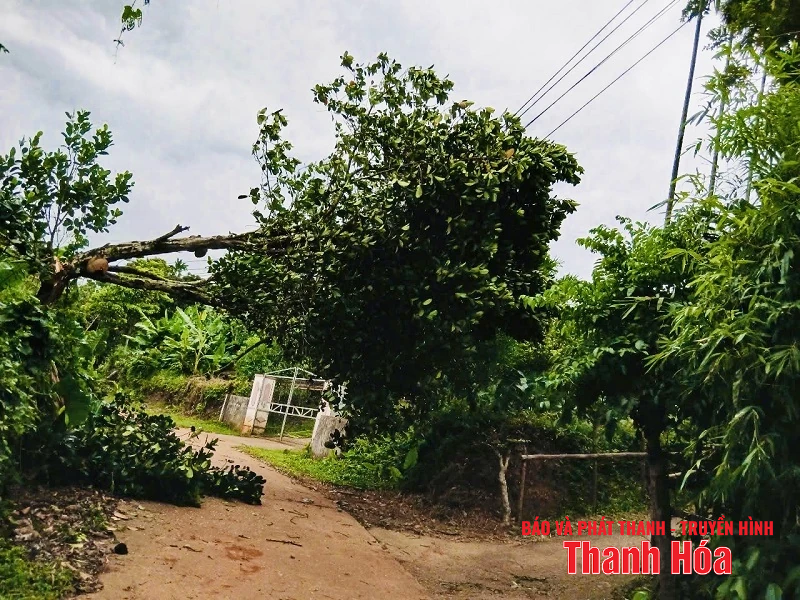 m88 cá cược thể thao trực tuyến và gió giật mạnh khiến hàng loạt cây xanh gãy đổ