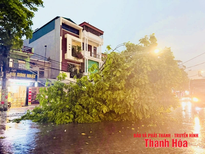 m88 cá cược thể thao trực tuyến và gió giật mạnh khiến hàng loạt cây xanh gãy đổ