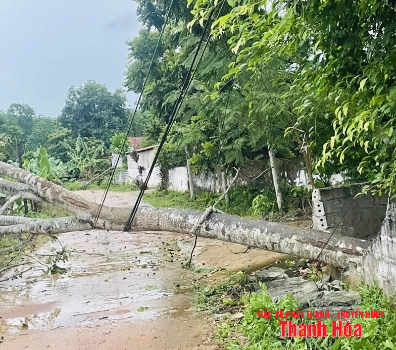 m88 cá cược thể thao trực tuyến và gió giật mạnh khiến hàng loạt cây xanh gãy đổ