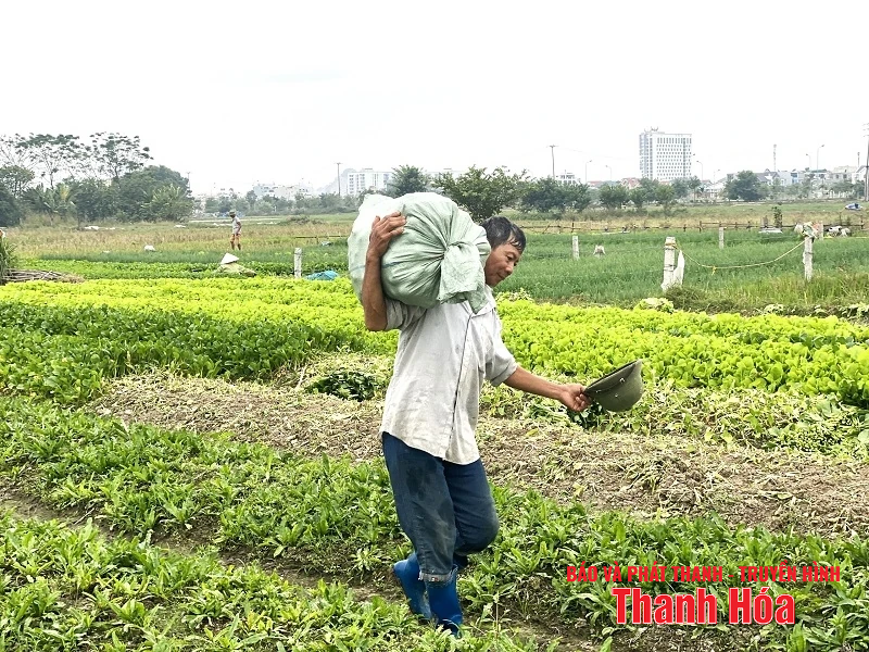 Tập trung bảo vệ cây trồng trước, trong và sau bão số 3