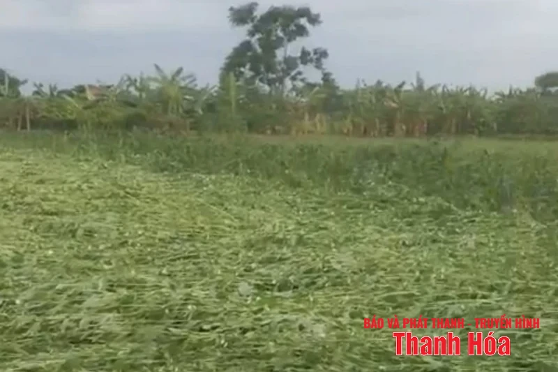 m88 link mới nhất địa phương trên địa bàn tỉnh Thanh Hóa gấp rút triển khai công tác ứng phó bão số 3