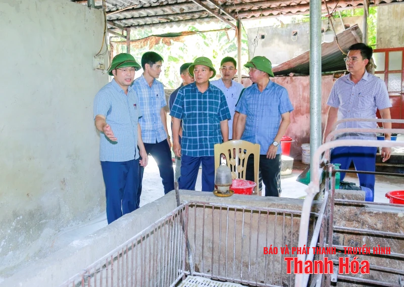 link m88 soát, xử lý dứt điểm các ổ dịch tả lợn Châu Phi