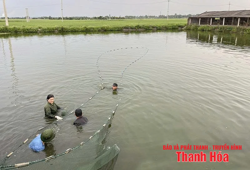 Chuyển đổi đất m88 trang chủ lúa hiệu quả thấp sang cây m88 trang chủ khác