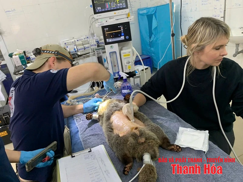 Vườn quốc gia Xuân Liên tái thả 150 cá thể động vật hoang dã về môi trường tự nhiên