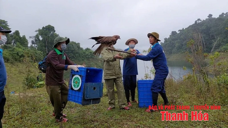 Vườn quốc gia Xuân Liên tái thả 150 cá thể động vật hoang dã về môi trường tự nhiên