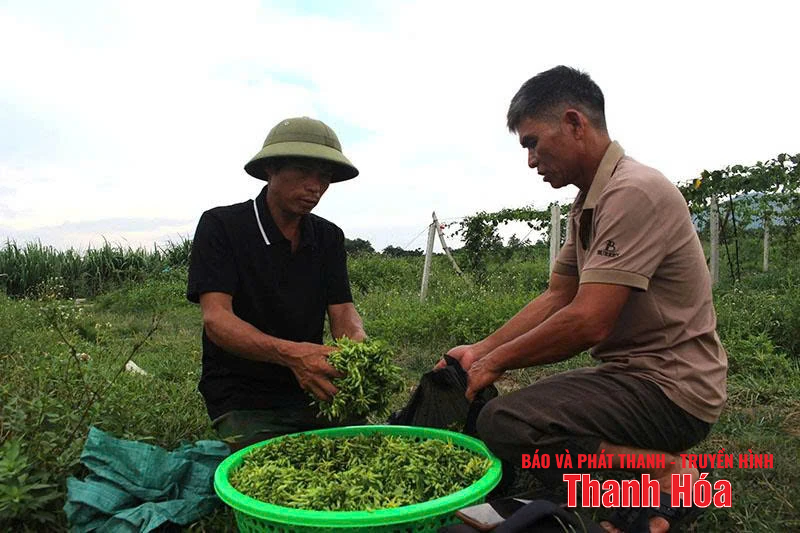 Những nông dân khiến đất cằn “nở hoa”