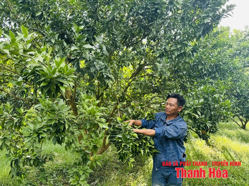 Làm giàu từ phát triển kinh tế tổng hợp