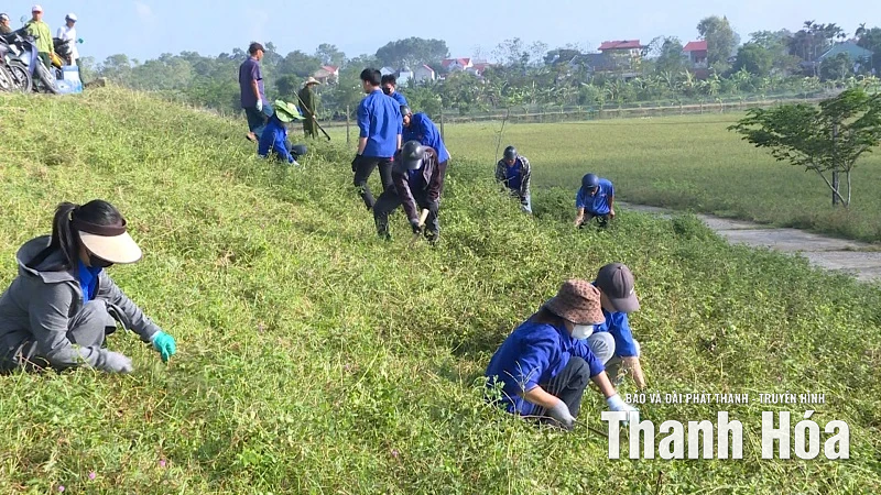 Phường Đông Tiến phát quang, làm sạch đê sông Chu, sông Mã