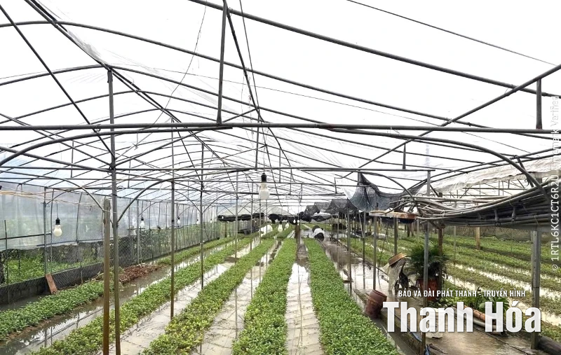 Khôi phục “ nhịp sản xuất” nông nghiệp