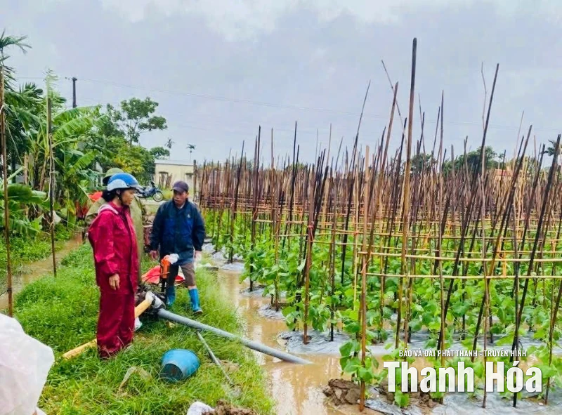 Khôi phục “ nhịp sản xuất” nông nghiệp