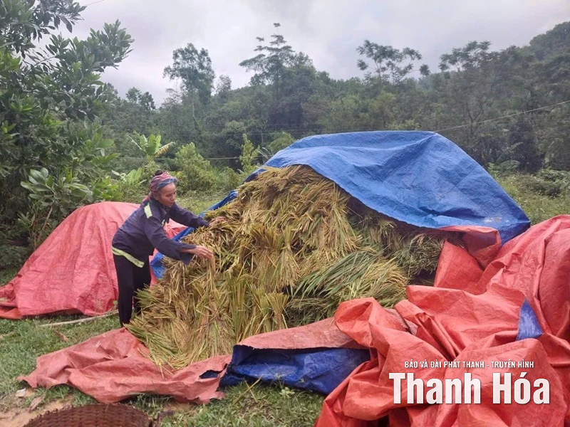 Xã Tân Thành thiệt hại ước tính hơn 3,2 tỷ đồng do mưa bão
