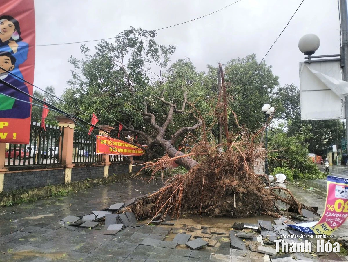 Cây xanh bị bật gốc, gãy đổ do ảnh hưởng của bão số 10