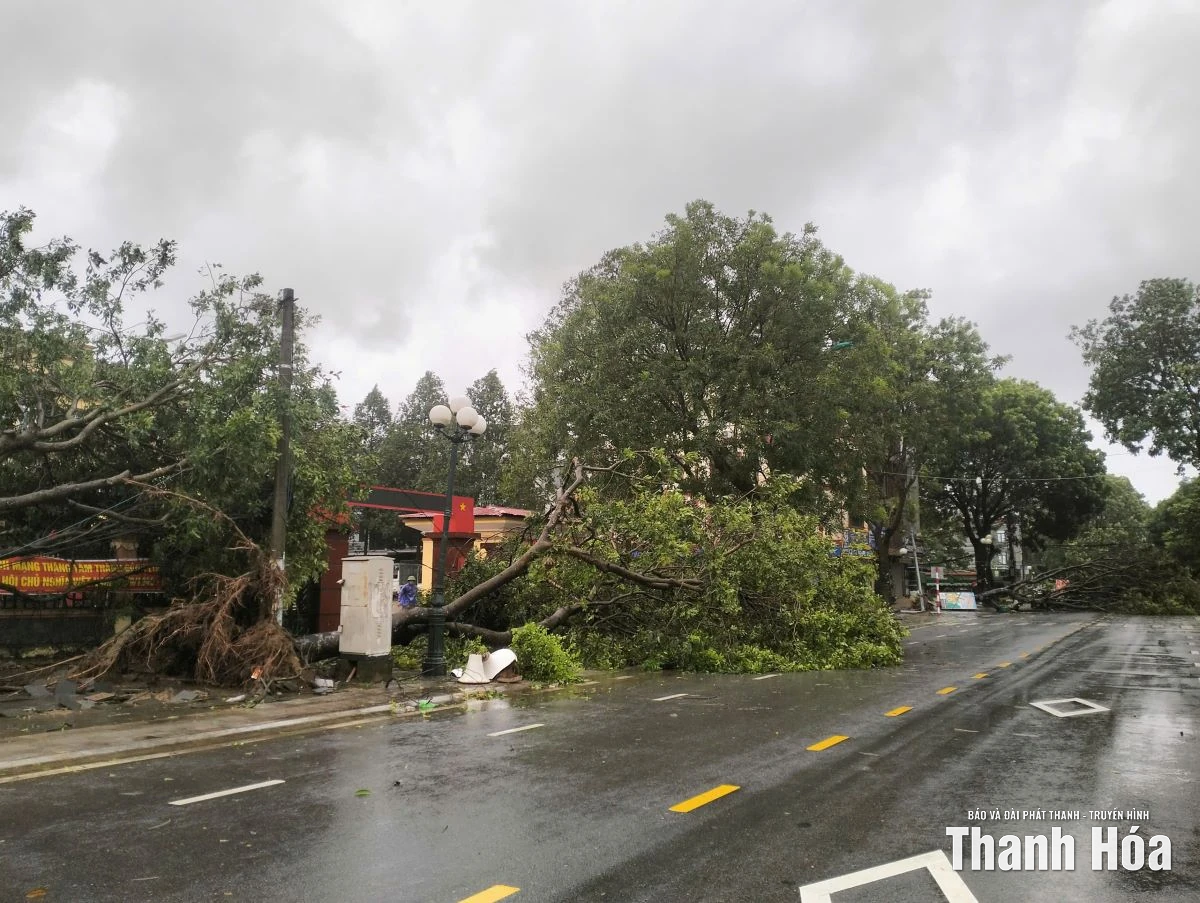 Cây xanh bị bật gốc, gãy đổ do ảnh hưởng của bão số 10