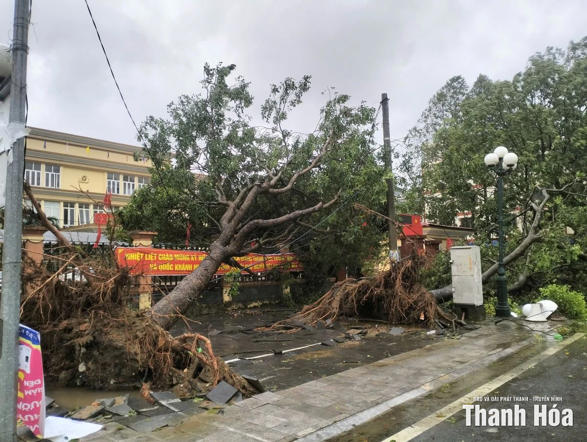 Cây xanh bị bật gốc, gãy đổ do ảnh hưởng của bão số 10