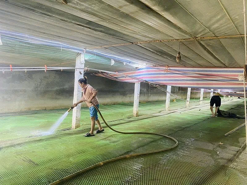 Khẩn trương khôi phục chăn nuôi sau bão lũ