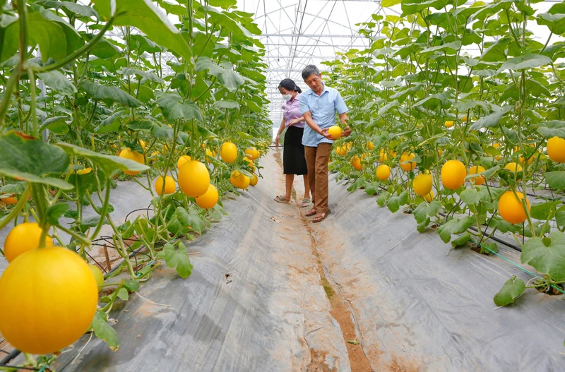 Nông thôn mới - đổi mới diện mạo nông thôn (Bài cuối): Từ thành quả đến kỳ vọng