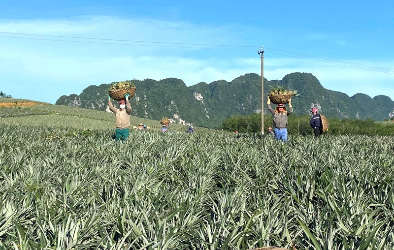 Chuyển đổi cơ cấu cây trồng ở Ngọc Liên