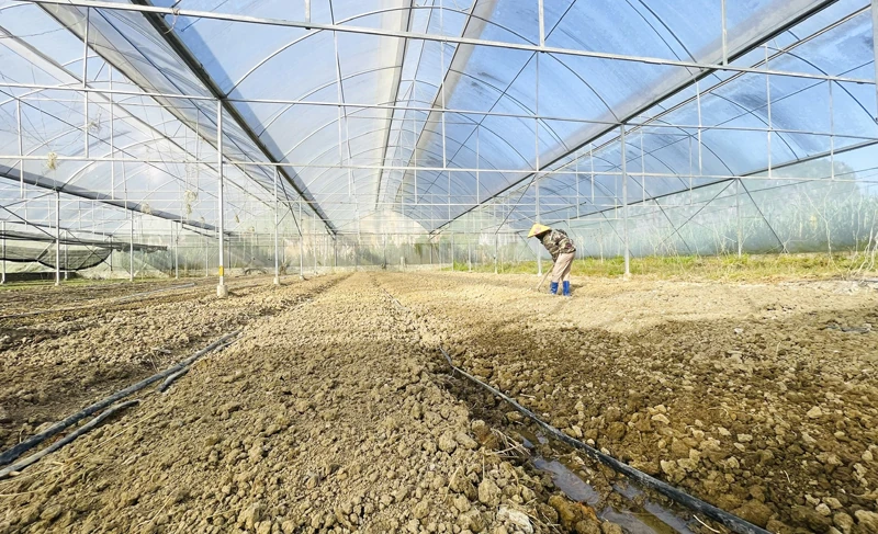 Tập trung chăm sóc, khôi phục sản xuất vụ đông