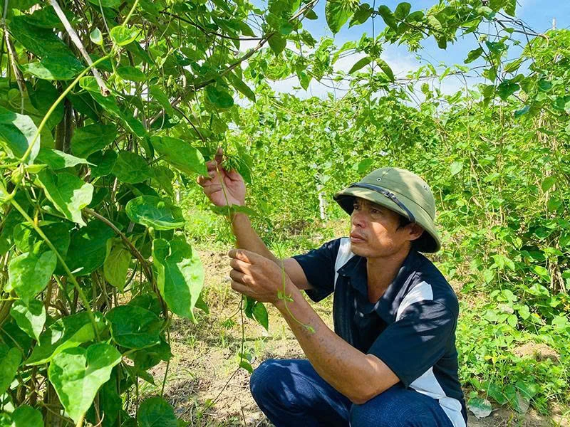 Lấy nền tảng kinh tế làm cơ sở xây dựng nông thôn mới nâng cao