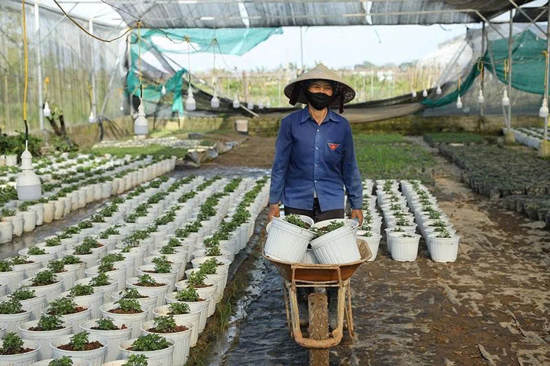Xanh lại ruộng đồng