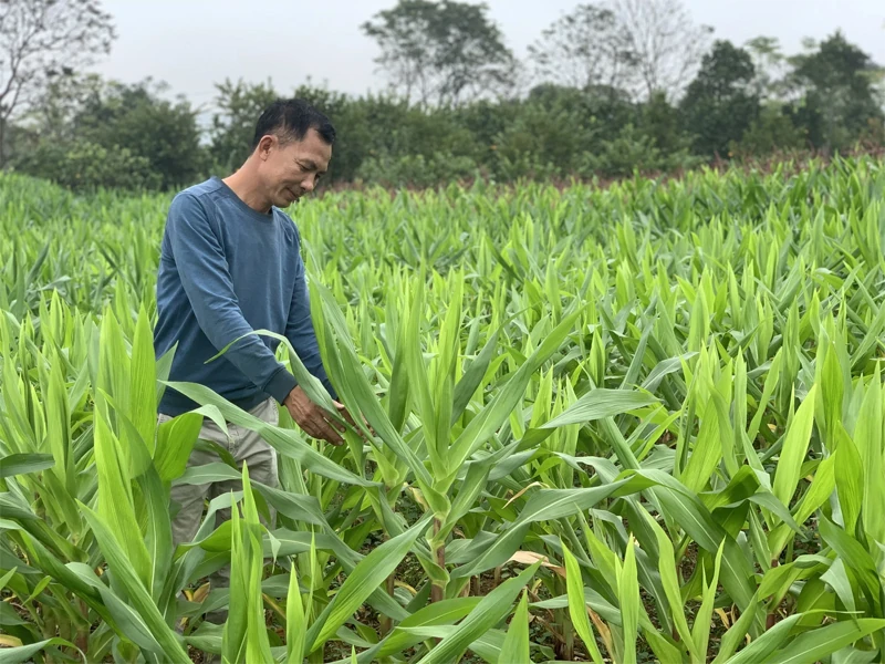 “Đòn bẩy” phát triển kinh tế cho người dân miền núi