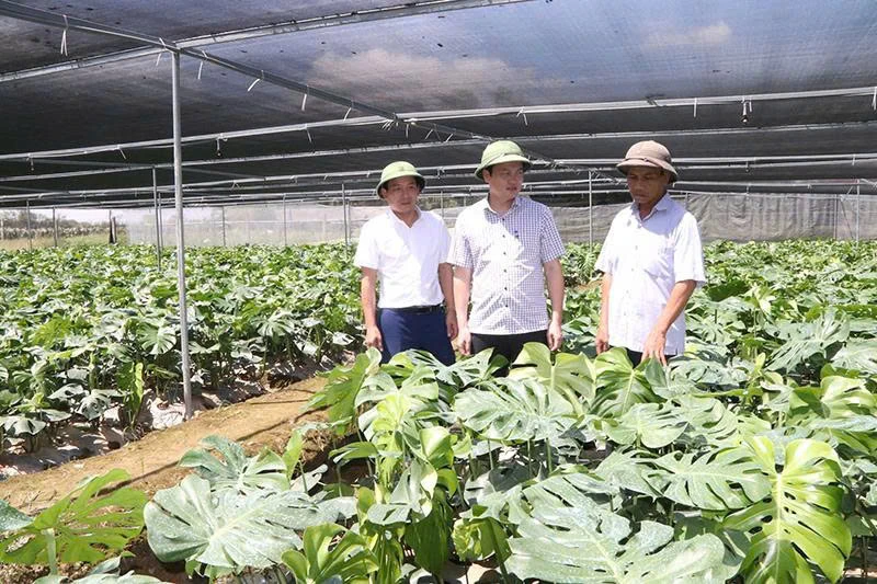 Làm giàu từ trầu bà lá xẻ - hướng đi mới của nông dân