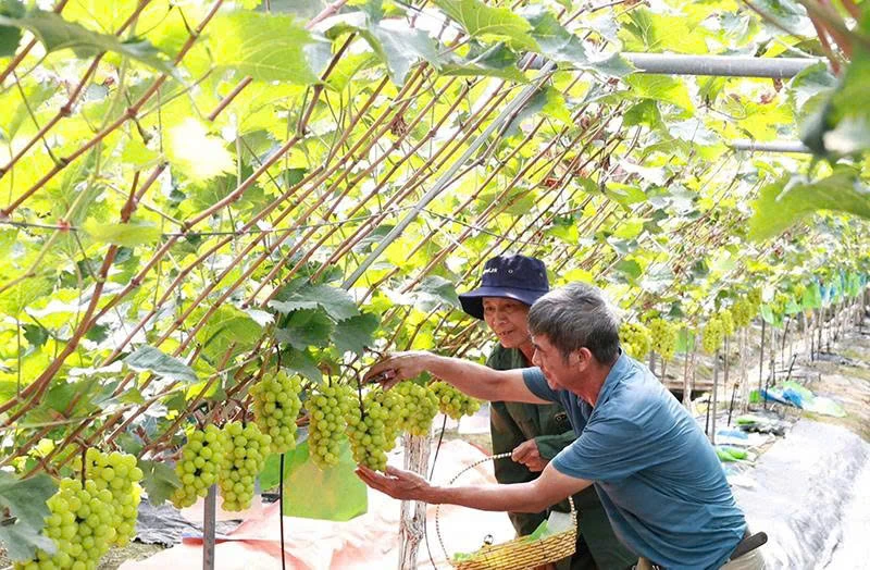 Tạo động lực để kinh tế tập thể phát triển bền vững