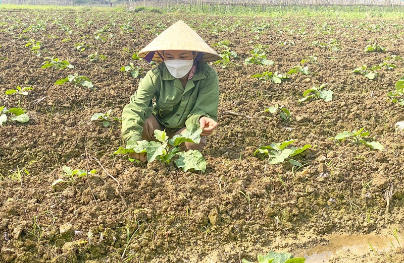 Điểm sáng trong sản xuất vụ đông ở miền núi