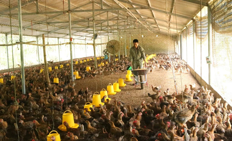 Ứng dụng công nghệ cao xây dựng chuỗi giá trị trong chăn nuôi