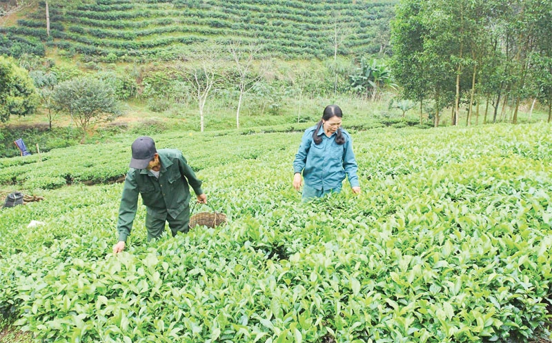 Phát triển sản phẩm OCOP từ những vùng chuyên canh