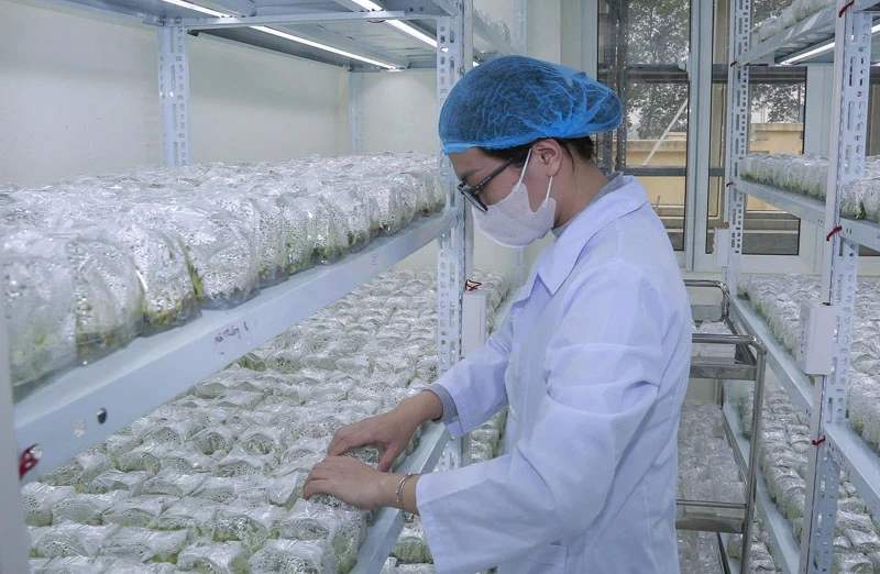 Ứng dụng khoa học - công nghệ vào sản xuất giống cây trồng