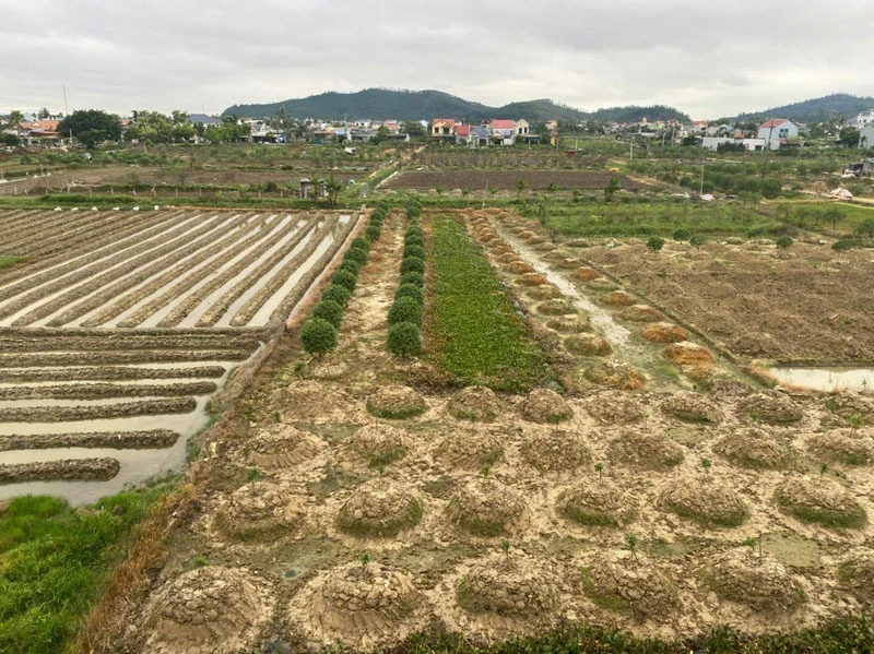 Nông dân Quảng Chính gồng mình sau bão