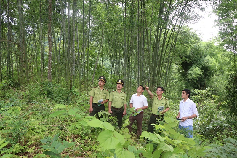 Hỗ trợ người dân phát triển bền vững, hiệu quả rừng luồng