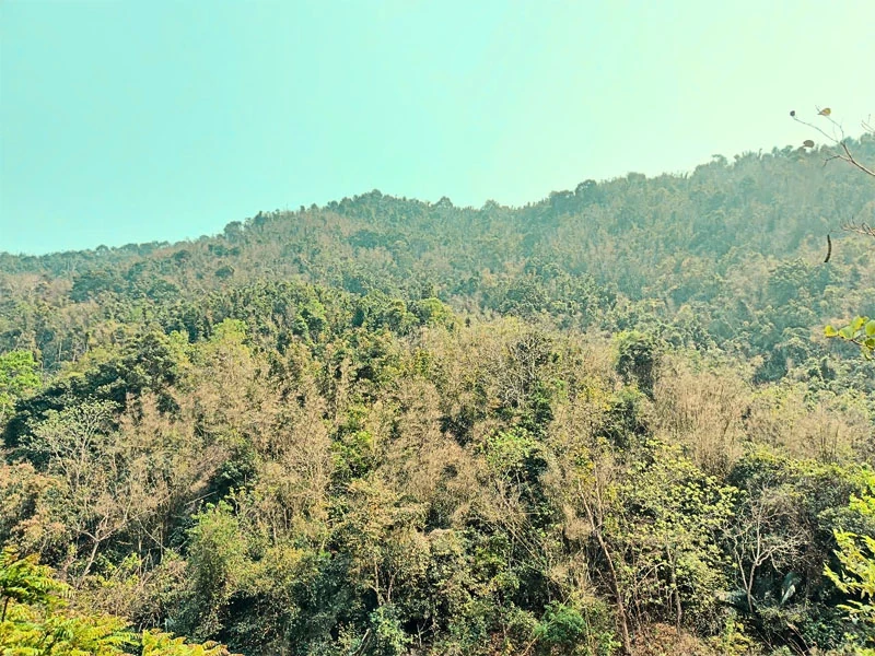 Chồi xanh từ rừng