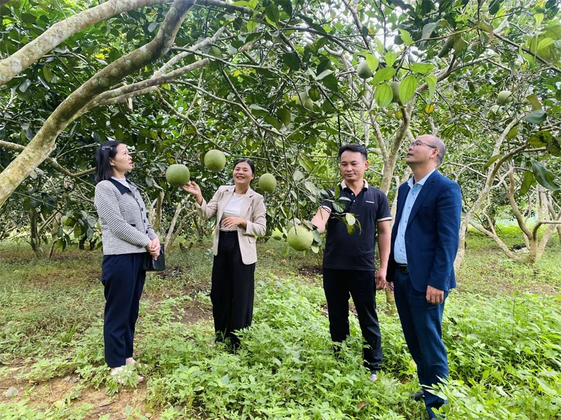 Xây dựng “thương hiệu” cho sản phẩm cây ăn quả