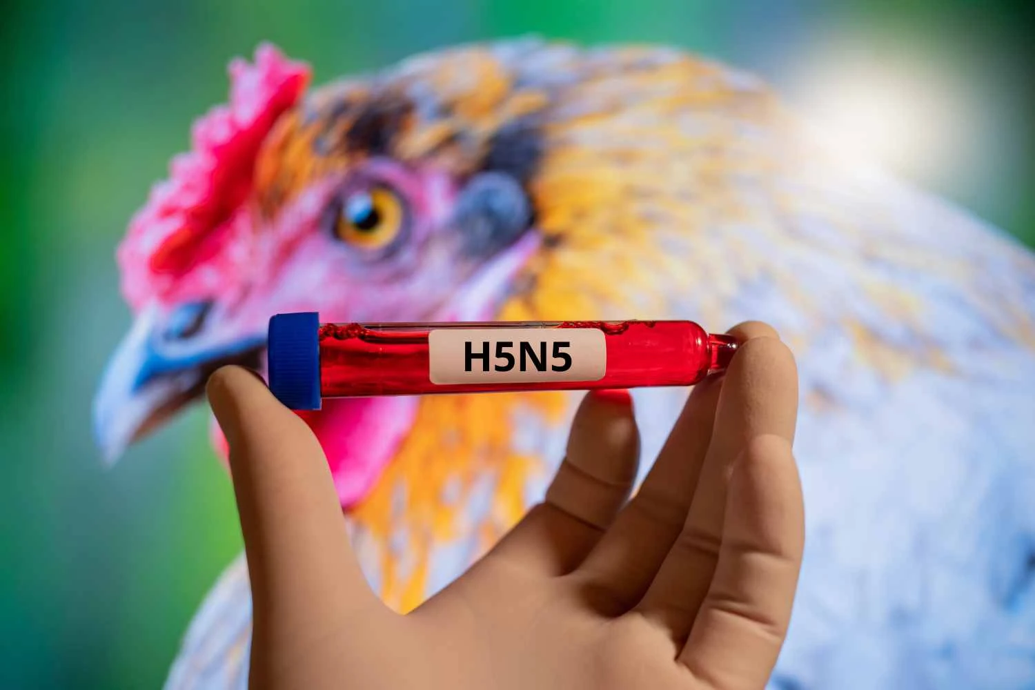 Mỹ báo cáo ca tử vong do cúm gia cầm H5N5 - được cho là ca đầu tiên trên thế giới