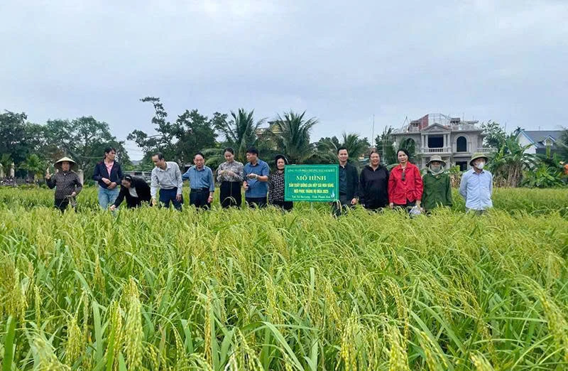 Hà Long nỗ lực “gắn sao” sản phẩm OCOP