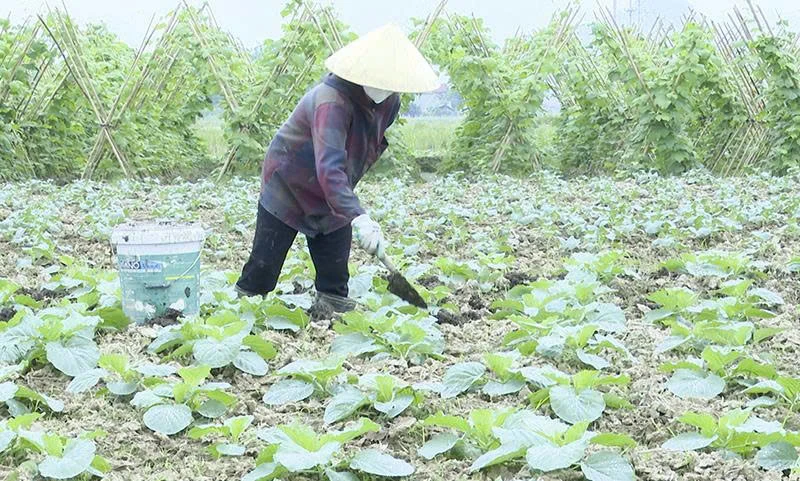 Trồng cây vụ đông ngắn ngày phục vụ thị trường cuối năm