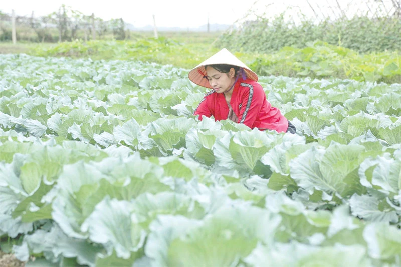 Trồng cây vụ đông ngắn ngày phục vụ thị trường cuối năm