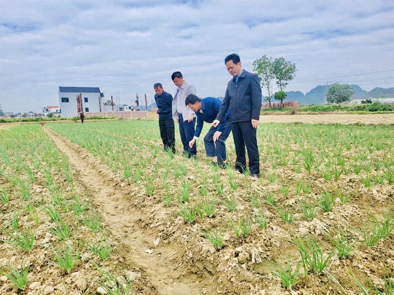 Ba Đình linh hoạt các giải pháp trong sản xuất vụ đông
