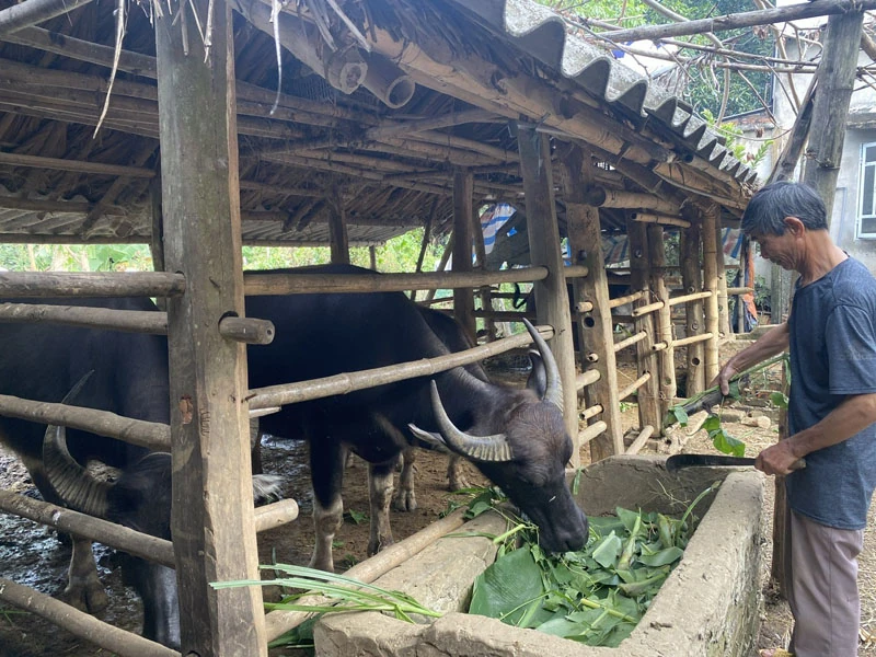 Thạch Bình chăm sóc, bảo vệ đàn vật nuôi khi thời tiết giao mùa