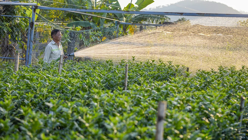 Nông dân làng hoa lớn nhất Thanh Hóa tất bật chăm vụ Tết